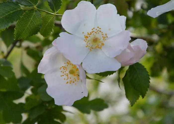 Rosamarina 酒店 圣乔瓦尼·罗通多