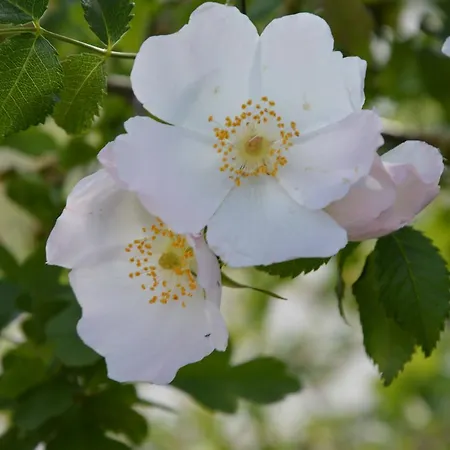 Rosamarina 호텔 산 조반니 로톤도